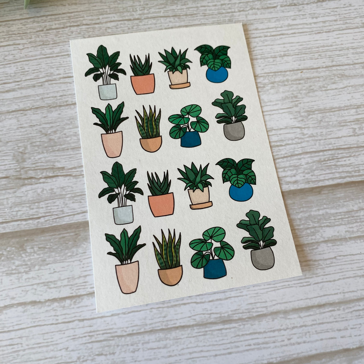 Pot Plants - Water Soluble Transfer