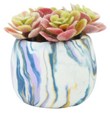 Succulent Pots Kit - Sculpey III Polymer Clay